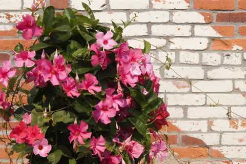 Mandevilla Trellis Vine - Growing and Caring for the Rocktrumpet Plant