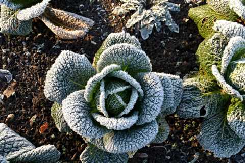 9 Winter Vegetables to Plant