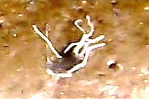 This Former NASA Scientist Has Just Revealed That Something Big Was Just Discovered On Mars