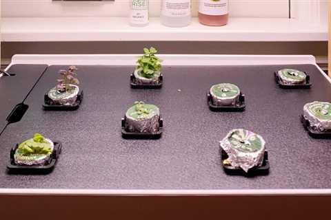 Family Handyman: Rise Personal Indoor Garden