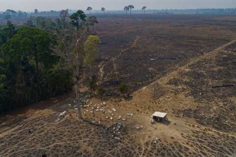 Is Your Rainforest Habitat Being Destroyed by Your Handbag?