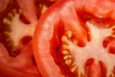 Can Bearded Dragons Eat Tomatoes?