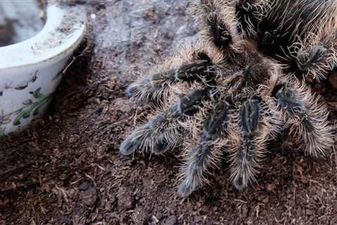 Tarantula Molting Or Dead?