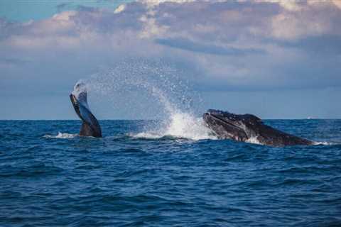 Consider these Things Before You Go Whale Watching