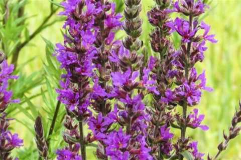 These are the Worst Invasive and Poisonous Plants in Your Yard
