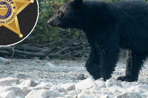 Police say that an Oregon man is spooked by bear after accidentally shooting his brother dead.
