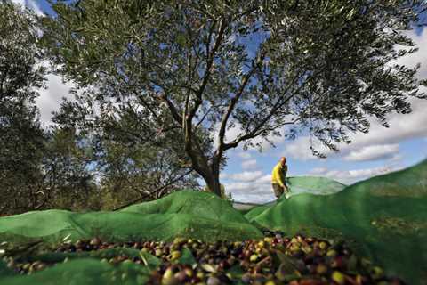 Sustainability isn't as old as you might think at 300 years.