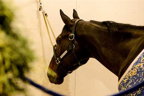 Medina Spirit may have died from a heart attack, according to Necropsy Findings