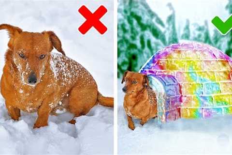 Fantastic Gadgets and Hacks For Your Cute Pets