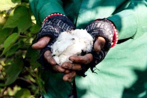 Organic cotton T-shirts may not be as organic as you think.