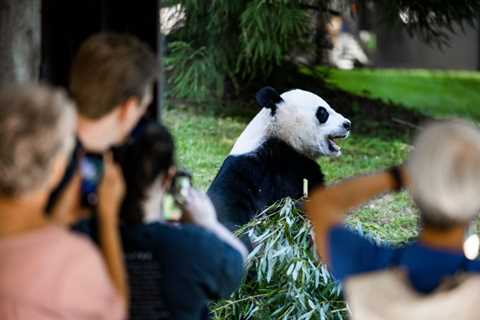 50 Years later, some question the value of U.S.-China Panda Diplomacy