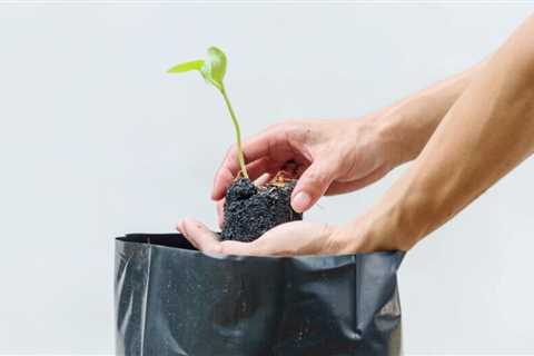 How to Use Grow Bags in Your Garden