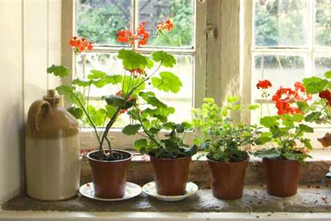 How To Overwinter Geraniums