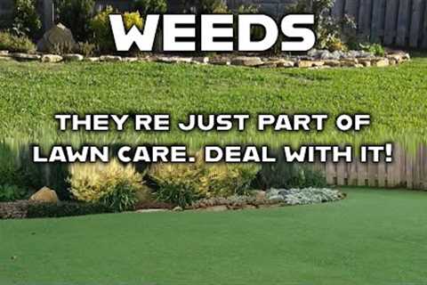 6 Common Lawn Weeds You'll Likely See in Your Yard &amp; How To Get Rid of Them // Get a Weed-Free..
