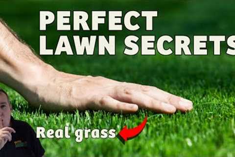 How to get the perfect lawn in 4 easy to follow steps