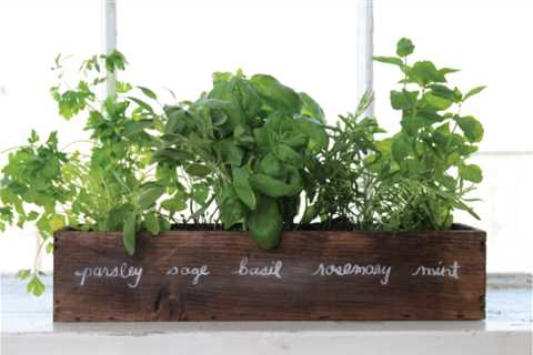 Herbs to Plant in Winter