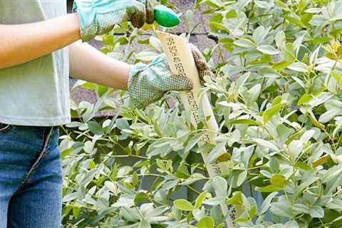 13 Amazing Fertilizing Tips & Tricks