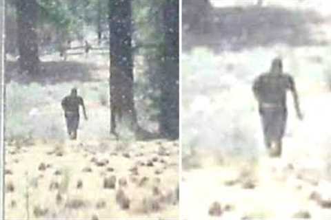 In 1981 National Park Rangers Made A Strange Discovery Deep Inside This Forest