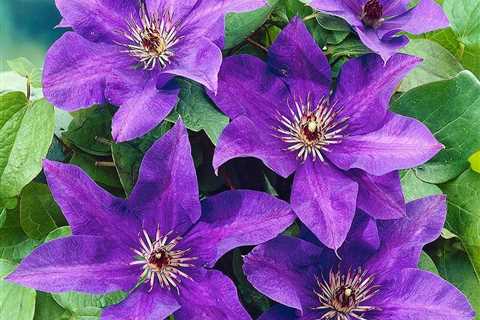 Clematis Flowering Vine