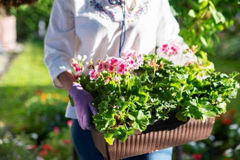 Easy Garden Vegetables to Grow in Raised Beds
