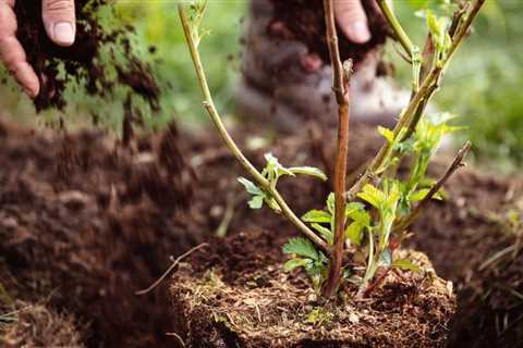 What is a Victory Garden? Backyard Victory Garden Ideas For Beginners