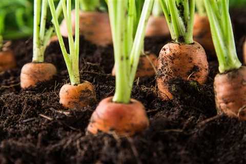 The Basic Vegetable Garden Layout