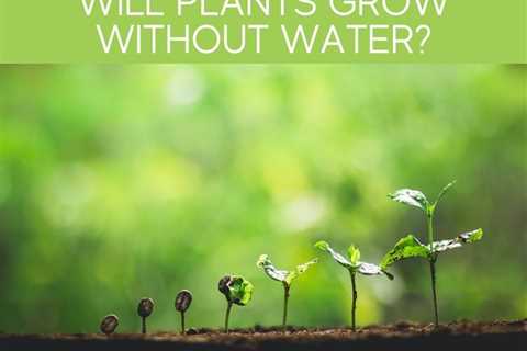 Watering Tips - How to Know When to Water Plants