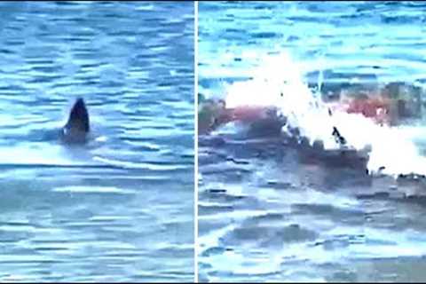 Scientists Reveal The Truth About The Great White Shark That Was Eaten By Something Much Bigger