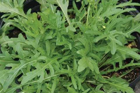 6 Fall Herbs to Plant in the Fall