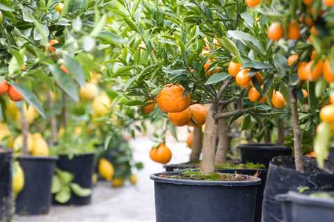 Choosing Fruits For Your Garden