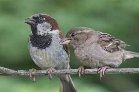 Why you don't want house sparrows in your backyard