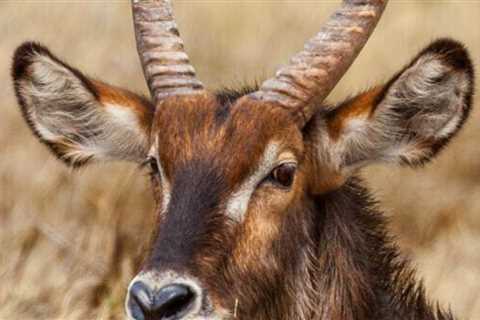 Moremi Game Reserve – The Gem of the Okavango Delta