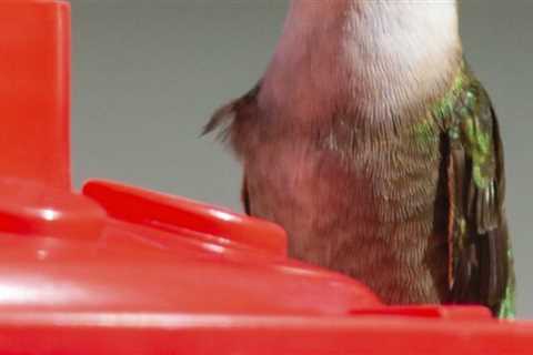 When is the best time to put out hummingbird feeders in spring?