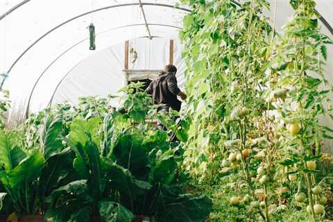 Easy to Grow Herbs - How to Choose the Easiest Herbs to Grow Outside