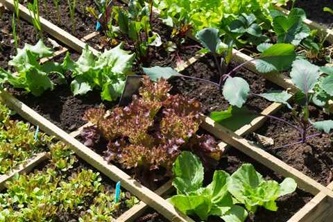 Easy Flowers to Grow