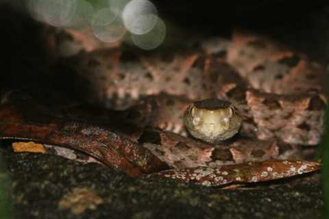 9 Interesting Facts About Fer de Lance