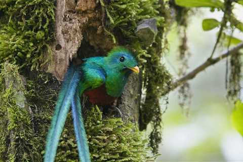 13 Things You Need to Know About El Quetzal In Guatemala