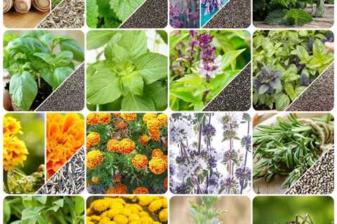 Mosquito Tree Benefits - Mosquito Killer Plants For Your Yard