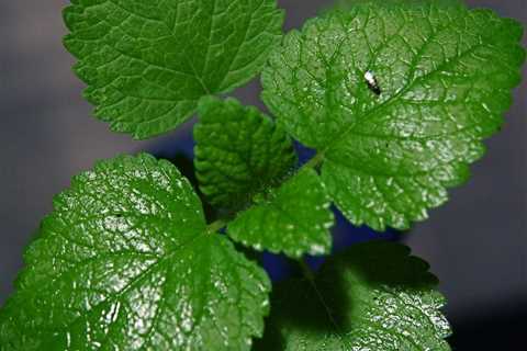 Growing Mint in the Garden