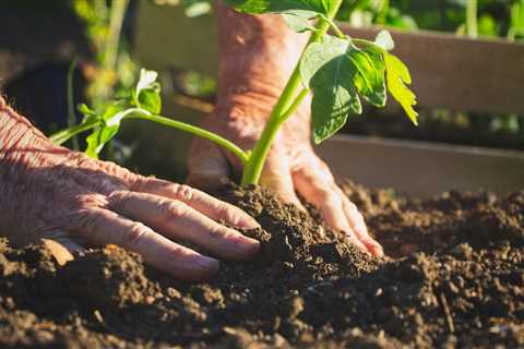 Beneficial Flowers For the Vegetable Garden