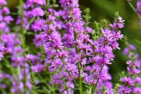 How to Get Rid of Invasive Plant Species