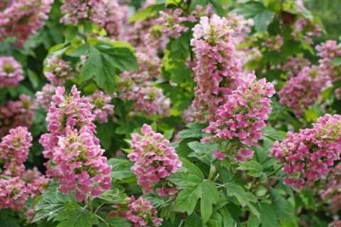 Hydrangea not Blooming? Here's what to do