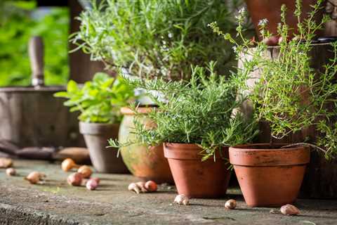 10 Herbs to Grow at Home