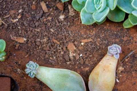 How to Propagate Succulents From a Cutting, Leaf or Puppy