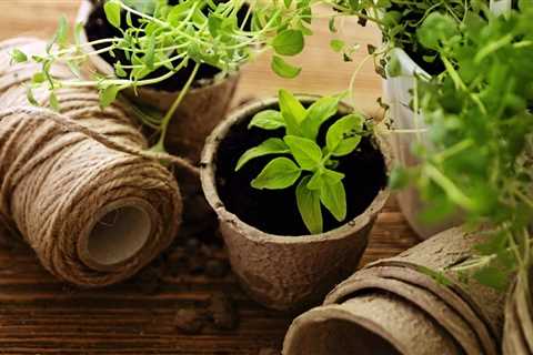 How To Grow Vegetables In Winter Gardens