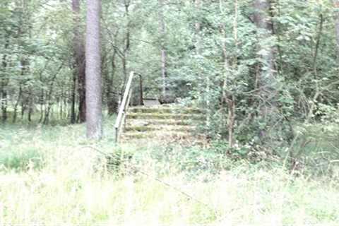 In 1989 Something Happened At This Woodland 32 Years Ago That Scientists Say Can Not Be Explained