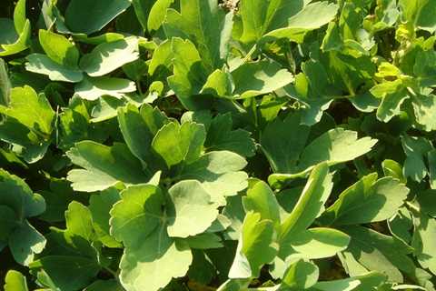 Herbs For Spring - The Best Herbs to Plant in Spring