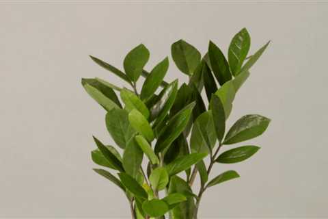 Here are some things to consider before you buy indoor plants online