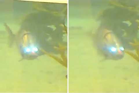 This Diver Accidentally Made A Chilling Discovery After Finding This Close To The Amazon Jungle