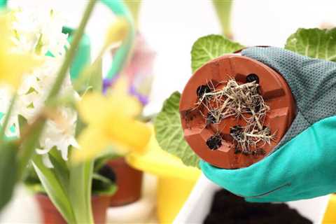 How and when to repot a plant